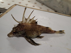 Zanclorhynchus spinifer