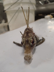 Zanclorhynchus spinifer