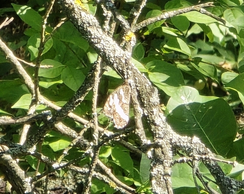 Great Banded Grayling