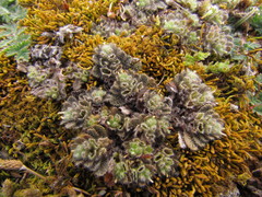 Myosotis brevis