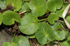 Centella asiatica