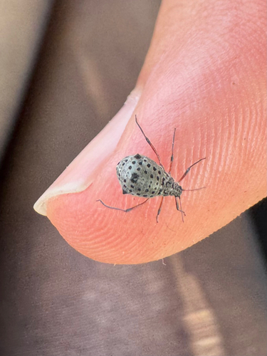 Giant Willow Aphid