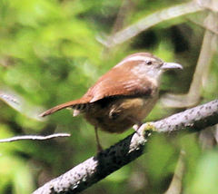 Thryothorus ludovicianus