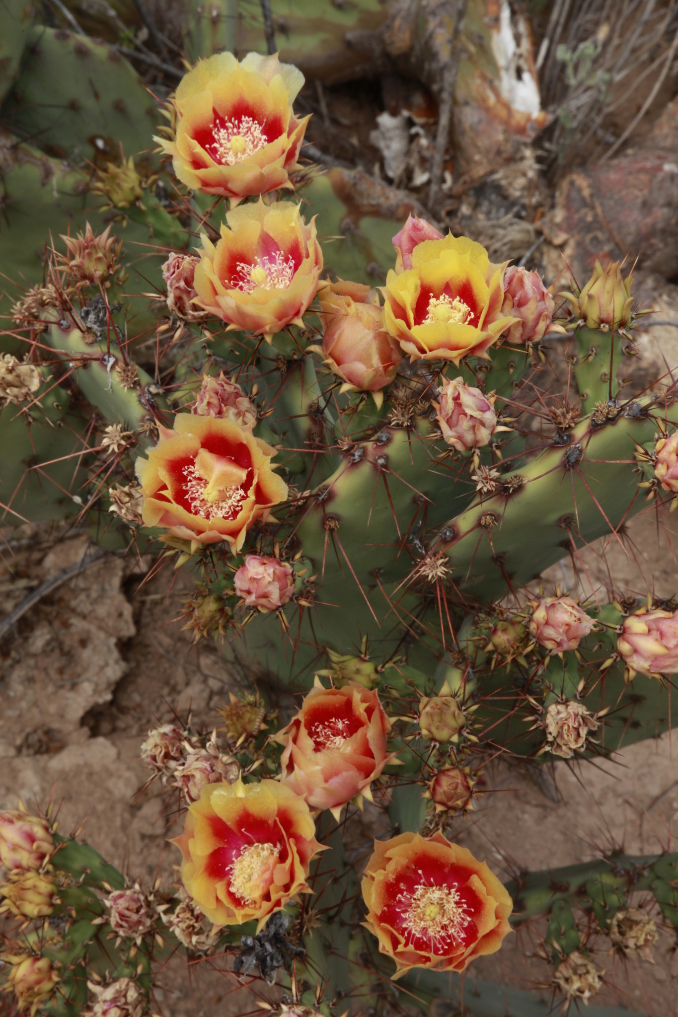 Opuntia X spinosibacca