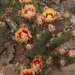 Opuntia spinosibacca - Photo (c) Richard Reynolds, some rights reserved (CC BY-NC), uploaded by Richard Reynolds
