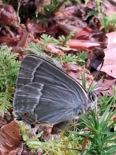 Purple hairstreak
