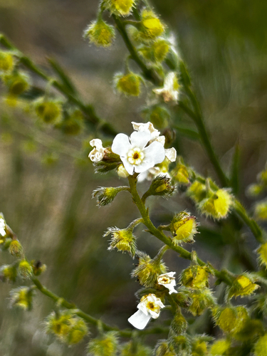 Hackelia diffusa observed 2026-06-07