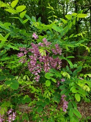 Robinia hispida nana