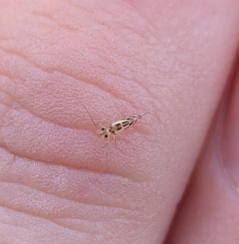 F-winged Barklouse