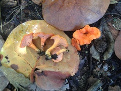 Cantharellus coccolobae