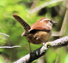 Thryothorus ludovicianus