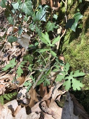 Stylophorum diphyllum