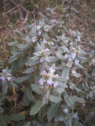 Ajuga integrifolia observed 2026-06-13