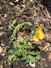 Stylophorum diphyllum