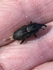 Sphenophorus cariosus