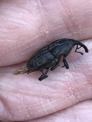 Sphenophorus cariosus