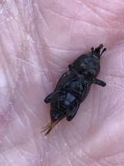 Sphenophorus cariosus