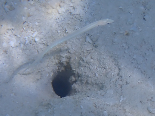 Gunnellichthys observed 2026-05-12