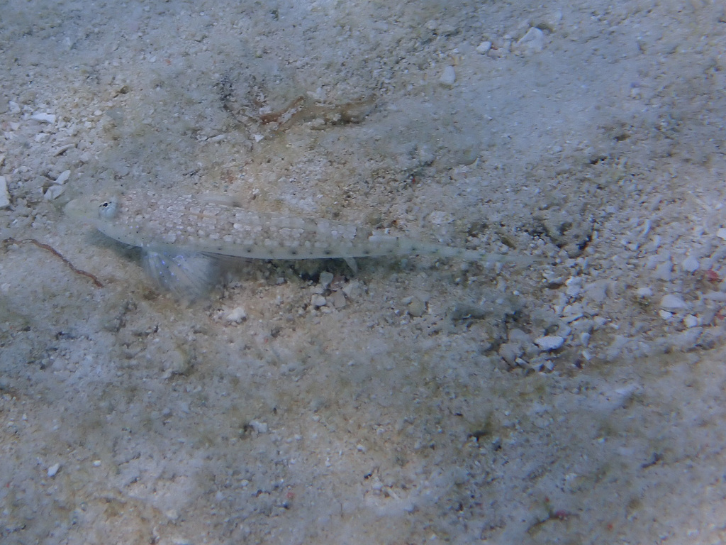 Blauwstip-pitvis (Callionymus pleurostictus) — Callionymidae