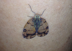 Nogodinidae