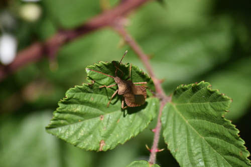 Dock Bug
