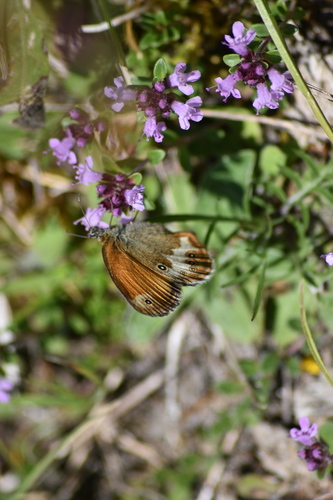 Pearly Heath