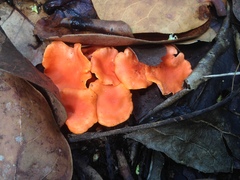 Cantharellus coccolobae