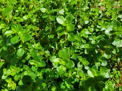 Thymus × citriodorus