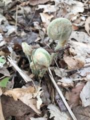 Polypodiopsida