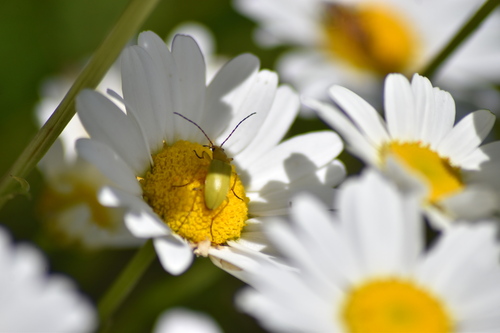 Sulphur Beetle