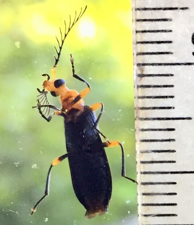 Thighed Fire-colored Beetle