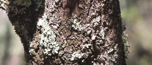 Quercus fulva