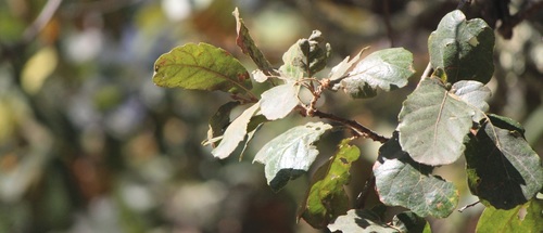 Quercus fulva