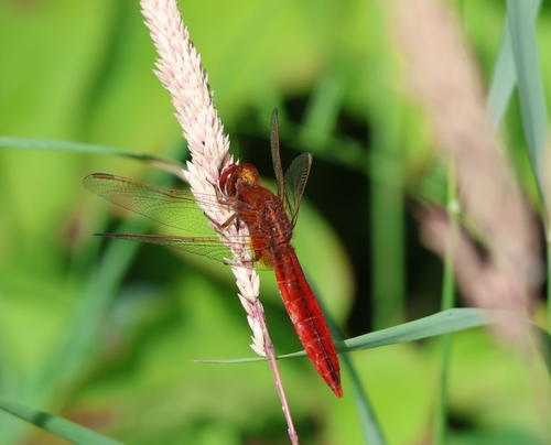 Broad Scarlet