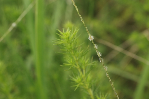 Digitaria heterantha observed 2026-06-13