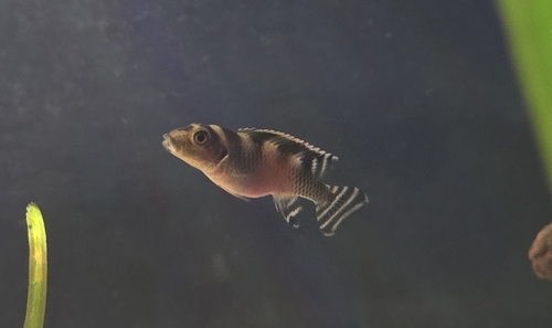 Mai-Ndombe-dwergcichlide (Nanochromis transvestitus) — Cichlidae