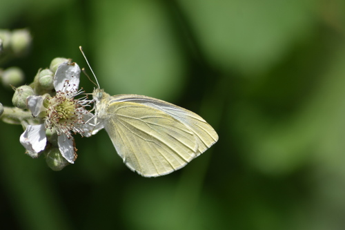 Small White