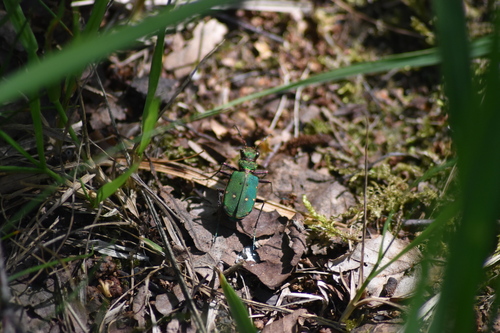 Green Tiger Beetle