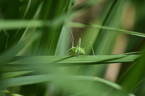 Speckled Bush-cricket