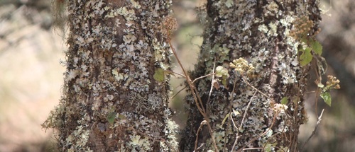 Quercus fulva