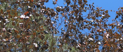 Quercus fulva