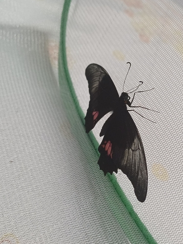 Ruby-spotted Swallowtail