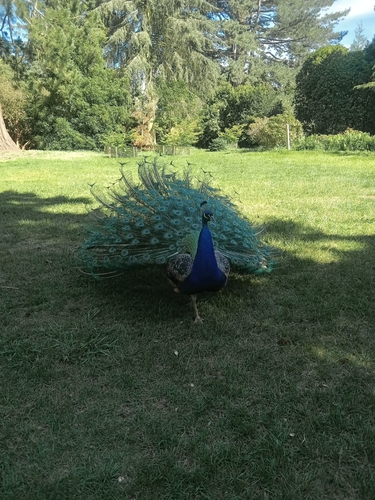 Indian Peafowl