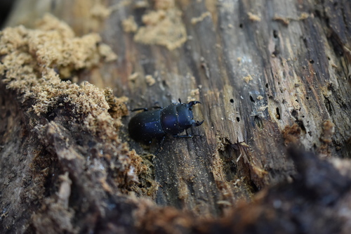Lesser Stag Beetle