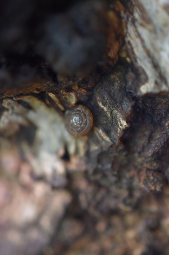 Rounded Snail