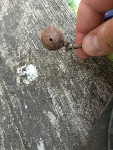 Oak Marble Gall Wasp