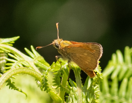 Large Skipper