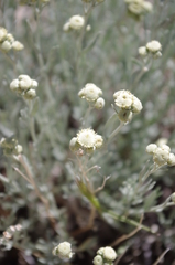 Artemisia albicans