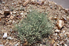 Artemisia albicans