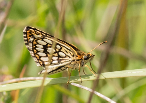 Large Chequered Skipper